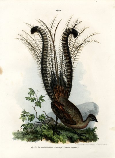 Superb Lyrebird by German School